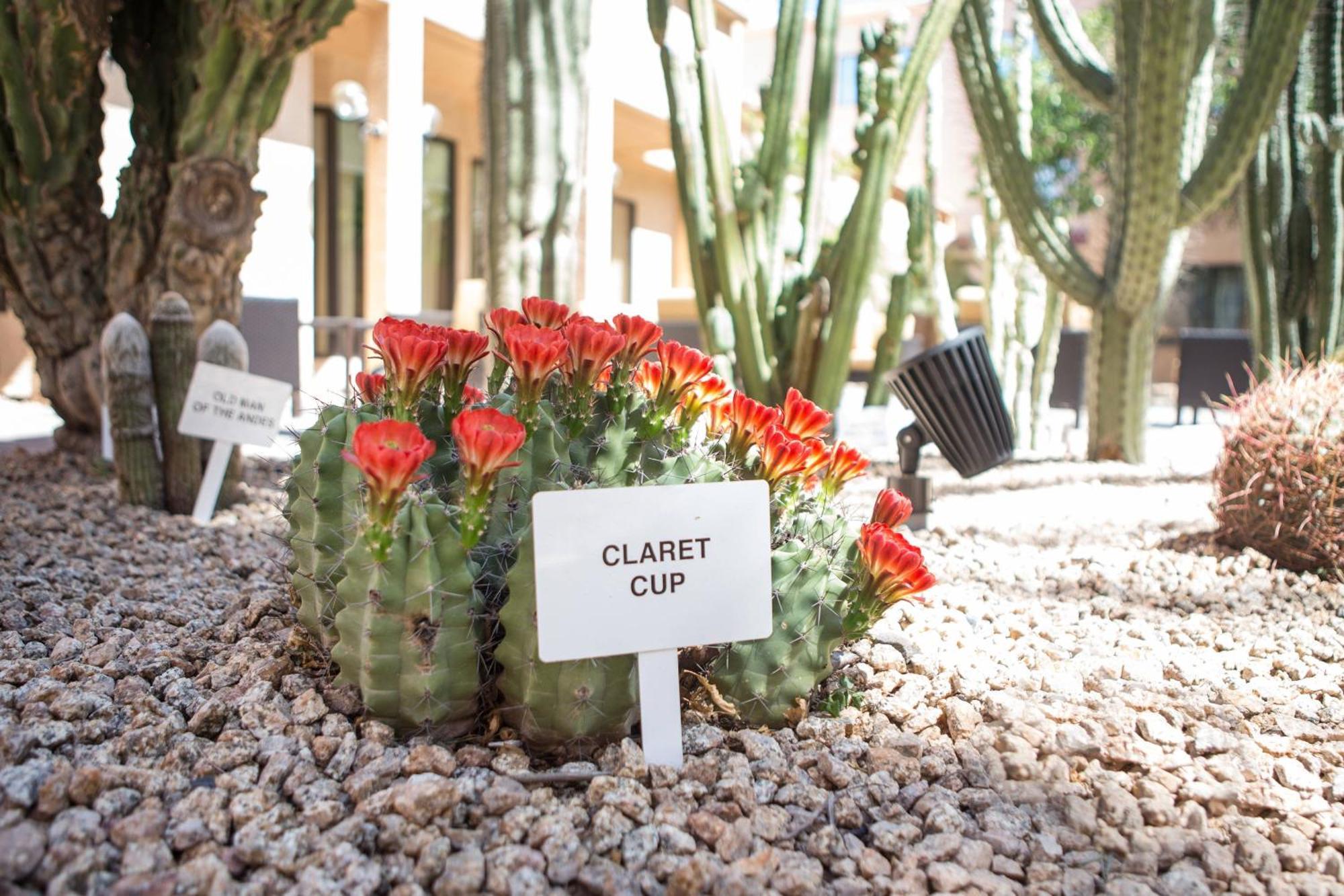 Courtyard By Marriott Phoenix Mesa Eksteriør bilde